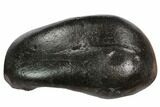 Fossil Whale Ear Bone - Miocene #99975-1